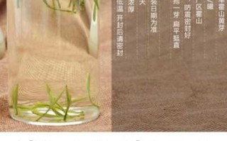 霍山黄大茶功效与作用介绍 安徽霍山黄大叶茶