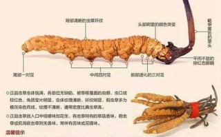 白冬虫草的功效与作用及食用方法（白冬虫草地蚕图片）