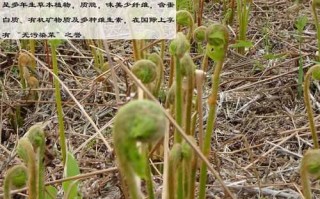 薇菜干泡水喝的功效和作用（薇菜的药用价值）