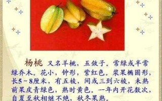 甜杨桃果的功效（甜杨桃图片）