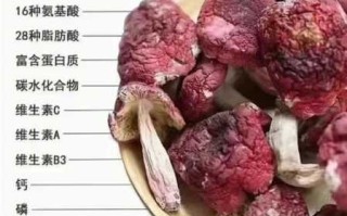 红菌豆腐渣有什么营养（红菌豆腐菌种）