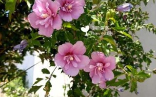 米汤花和木槿花一样吗（米汤花和木槿花一样吗图片）