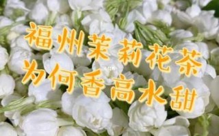 福州茉莉花茶是绿茶吗（福州茉莉花茶与福州人感情）