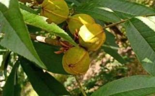 黄花山核桃是黄花山产吗 黄花山核桃是黄花山产吗图片