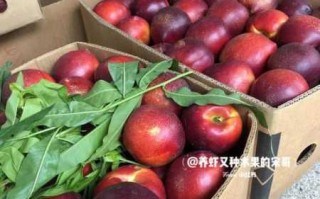 红菌豆腐渣后能吃桃子吗有毒吗（红菌豆腐渣后能吃桃子吗有毒吗图片）