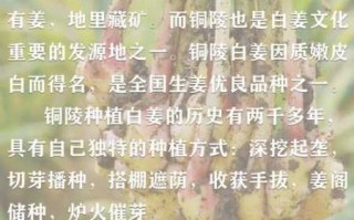 铜陵白姜的功效与作用 铜陵白姜制作方法