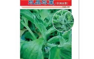 水晶冰菜的营养价值（水晶冰菜的营养价值图片）