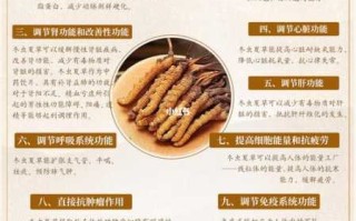 白冬虫草的功效与作用（白冬虫草食用方法和用量）