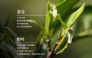 芦叶的药用价值（芦叶茶的功效）