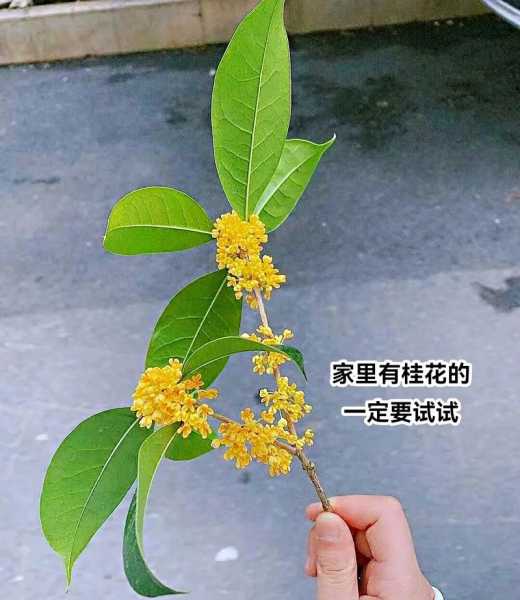 桂花蜜是怎么做的（桂花蜜是怎么做的写作文）