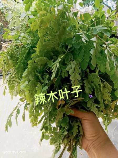 天竺辣木神果怎么吃（天竺辣木神果怎么吃好）