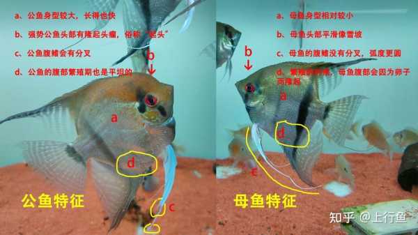 太平燕和吉祥燕区别（太平燕和吉祥燕区别图片）