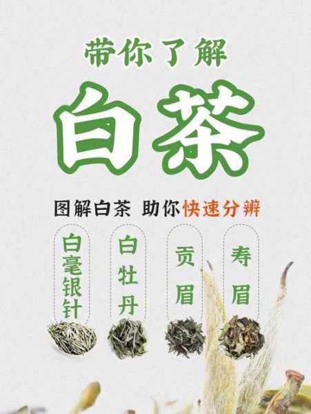 福鼎白茶和绿茶的区别（福鼎白茶与绿茶的区别）