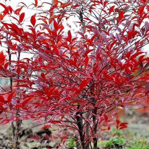 天竺植物功效与作用（天竺植物功效与作用是什么）