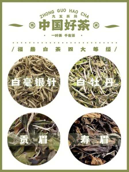 福鼎白茶和绿茶的营养成分对比（福鼎白茶和绿茶的营养成分对比表）