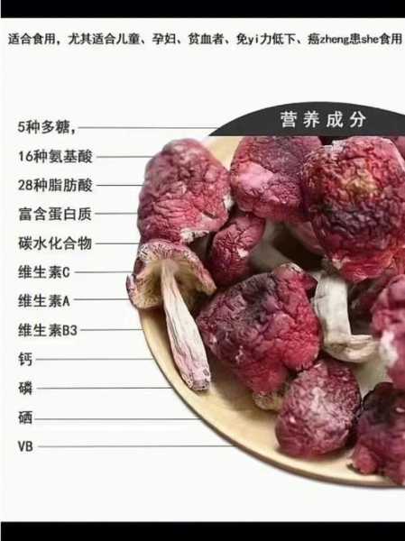 红菌豆腐渣有什么营养（红菌豆腐菌种）