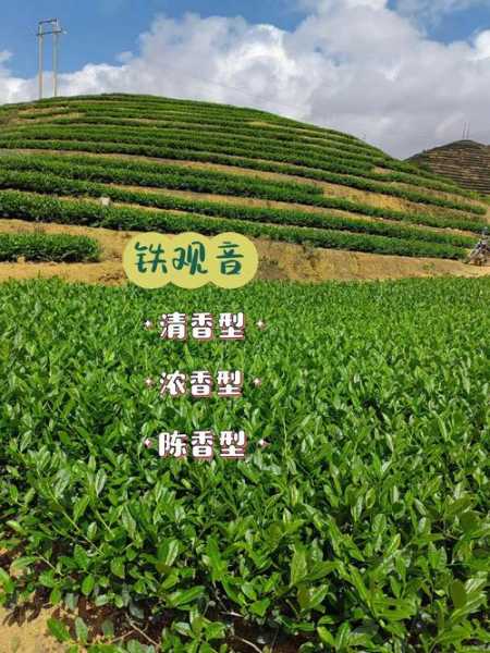 安溪铁观音属于什么茶（安溪铁观音属于什么茶产地在哪里）