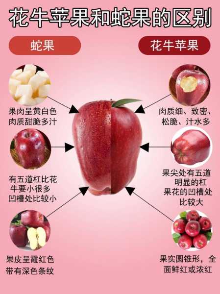 花牛苹果蛇果区别（花牛苹果与蛇果苹果的区别）