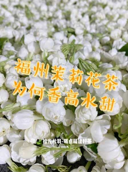 福州茉莉花茶是绿茶吗（福州茉莉花茶与福州人感情）