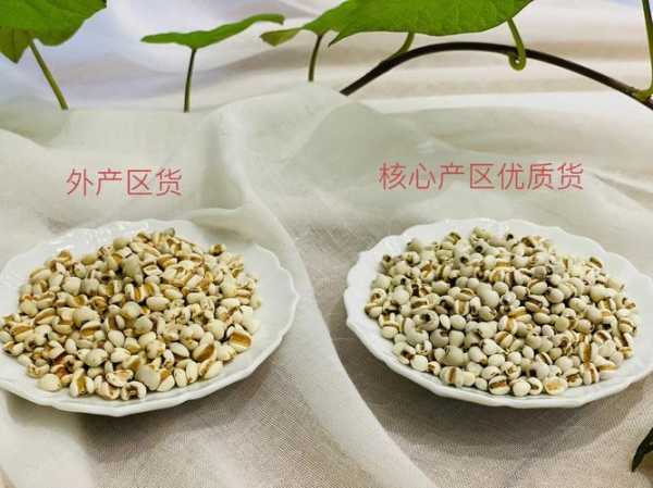 宁化薏仁和普通薏仁的区别（宁化薏仁有什么不同）