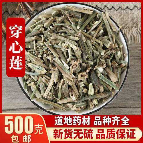 穿心莲茶的功效与作用及禁忌（穿心莲的功效与作用点）