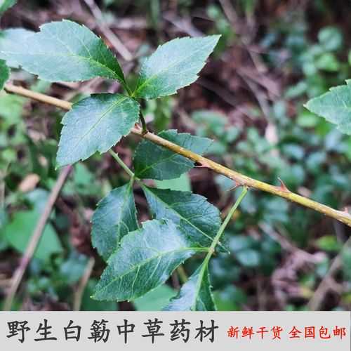 鹅掌皮的药用功效与作用（鹅掌簕中药功效与作用）