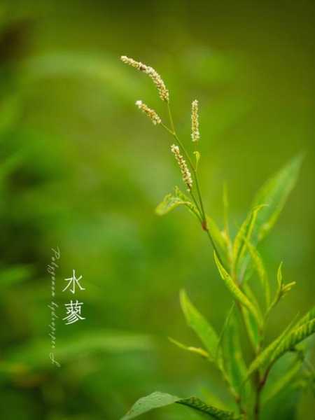 蓼花的作用与用途（蓼花的药用价值）