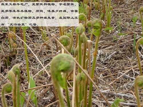 薇菜干泡水喝的功效和作用（薇菜的药用价值）