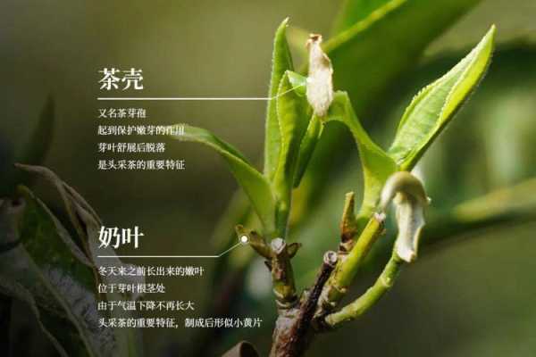 芦叶的药用价值（芦叶茶的功效）