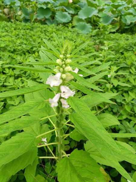 菜子花的功效（韮菜花籽有何功效）