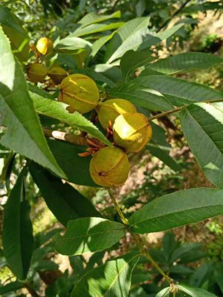 黄花山核桃是黄花山产吗 黄花山核桃是黄花山产吗图片