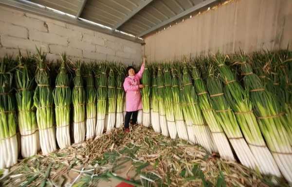 高白大葱有哪些品种 高白葱的栽技术