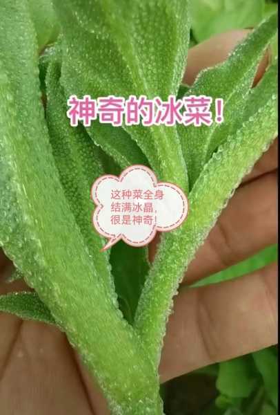 水晶冰菜的功效与作用 冰草的最佳吃法