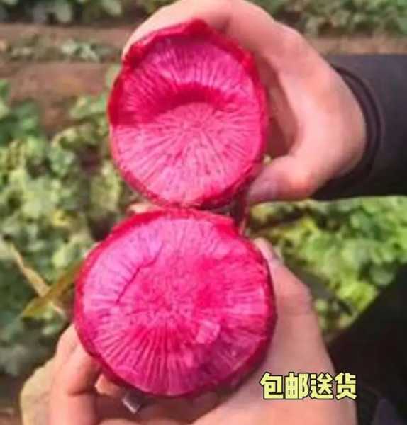 沙窝萝卜的功效与作用 沙窝萝卜的功效与作用与主治与用量